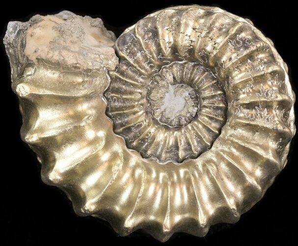 Pyritized Pleuroceras Ammonite - Germany #42725